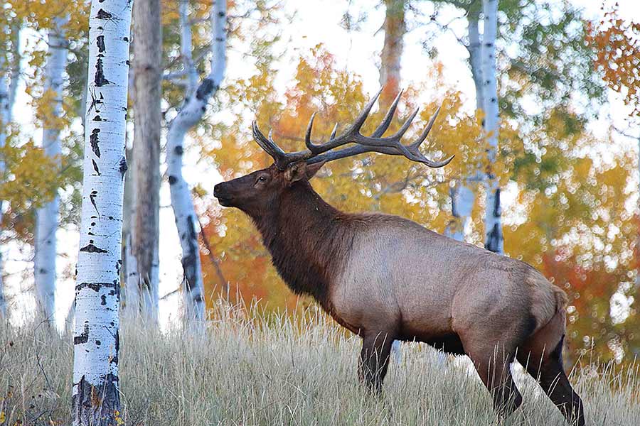 2020-11-03-bull-elk