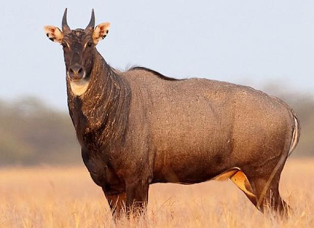 Nilgai-Antelope-in-Texas