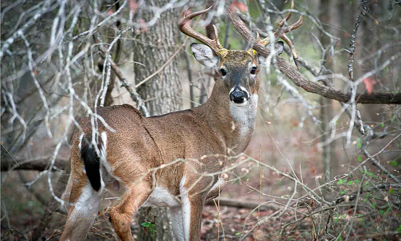 wtd-buck